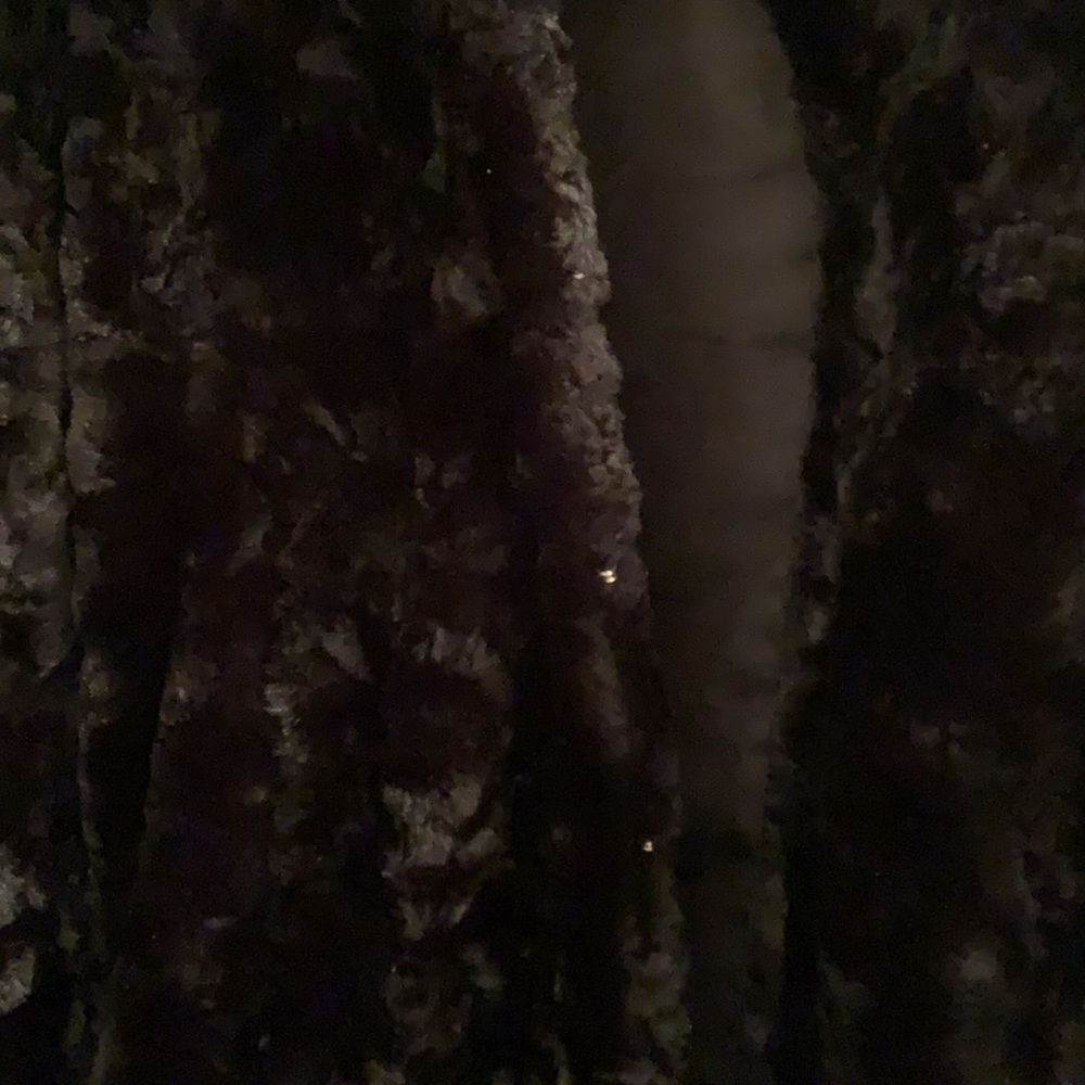 Coat - Picture 4 of 5